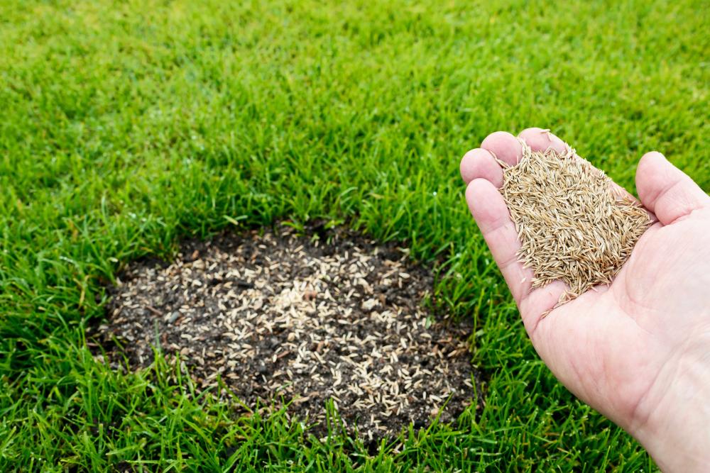 Semence de gazon et pour le potager